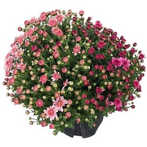 Crizantema mix, D18 cm, H30 cm