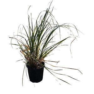 Iarba de Pampas Cortaderia, H 80 cm