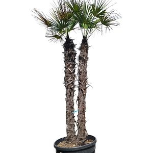 Palmier evantai (Chamaerops Excelsa), H 220 cm