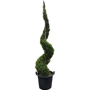 Cupressocyparis Leylandii Spirale, H 2 m