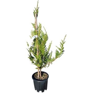 Cupressocyparis Leylandii, H 80 cm