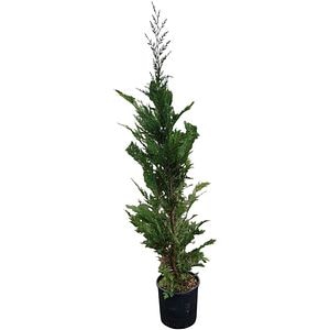 Cupressocyparis Leylandii, H 1.5 m