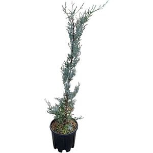 Cupressus Arizonica Fastigiata, H 70 cm