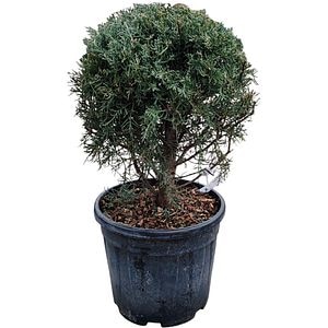 Cupressus Arizonica Fastigiata, H 40 cm