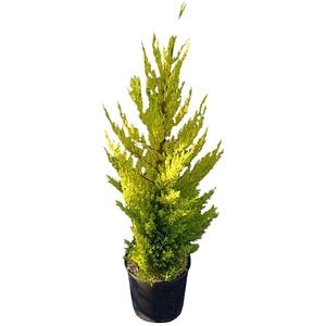 Chiparos lamaita Goldcrest (Cupressus macrocarpa 'Goldcrest'), H 100 cm
