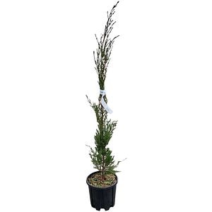 Cupressus Sempervirens Pyramidalis, H 15 cm