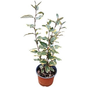 Elaeagnus Variegata, H 40 cm