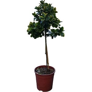 Euonymus Japonicus Aureomarginatus, H 80 cm