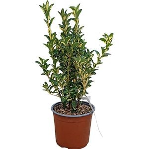 Euonymus Japonicus Aureopictus, H 35 cm