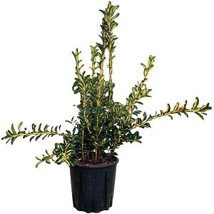 Euonymus Japonicus Aureopictus, H 50 cm