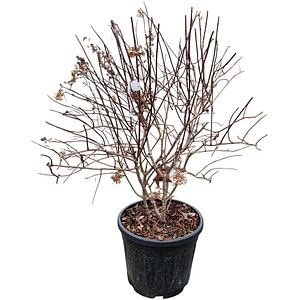 Hydrangea Paniculata, H 70 cm