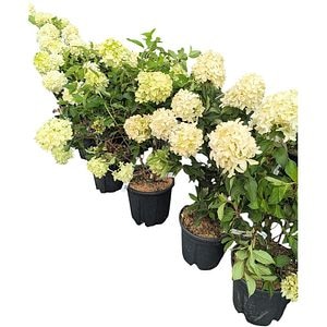 Hydrangea Paniculata, H 40 cm