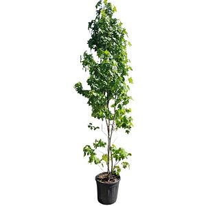 Arbore de guma (Liquidambar Styraciflua), H 250 cm