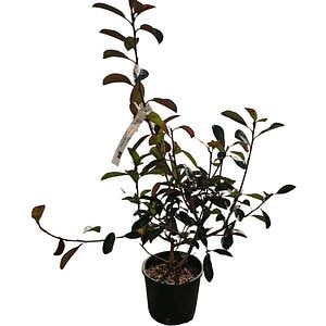 Photinia Fraseri Red Robin, H 40 cm