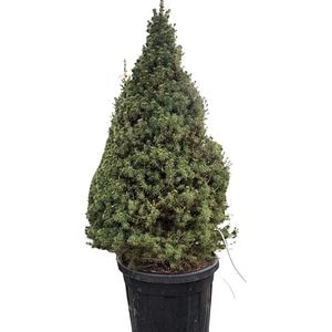 Picea Albertiana Conica, H 90 cm