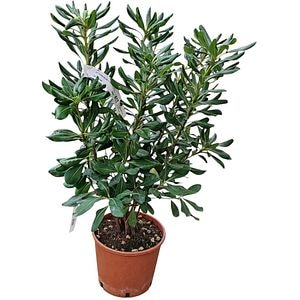 Arbust Ornamental Pittosporum Tobira, H 40 cm