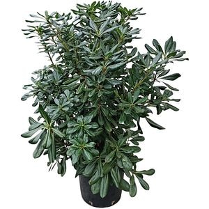 Arbust Ornamental Pittosporum Tobira, H 80 cm