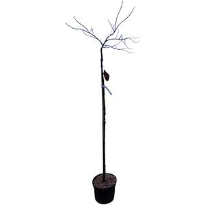 Acer Palmatum Firecker, H 1.8 m