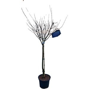 Acer Palmatum Beni-Shichi-Henge, H 70 cm