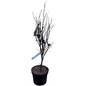 Acer Palmatum Ruslyn In The Pink, H 80 cm