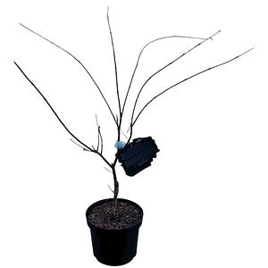 Acer Palmatum GeisH a Gone Wild, H 90 cm