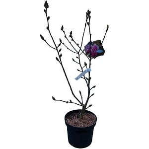 Magnolia Soulangeana Satisfaction, H 70 cm