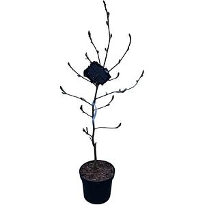 Magnolia Soulangeana Sunrise, H 1 m