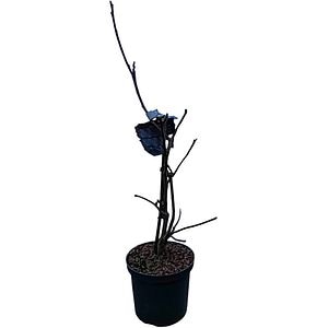 Magnolia MarcH Till Frost, H 70 cm