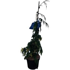 Chamaecyparis Nootkatensis Gloria Polonica, H 70 cm