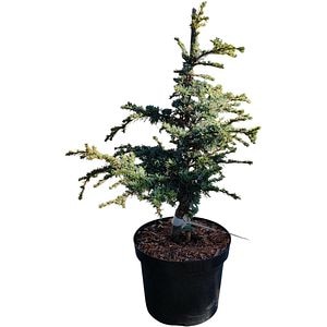 Cedrus Atlantica Sapphire Nymph, H 40 cm