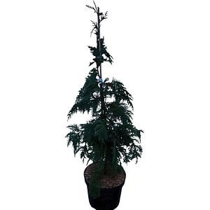 Chamaecyparis Nootkatensis Kanada, H 70 cm