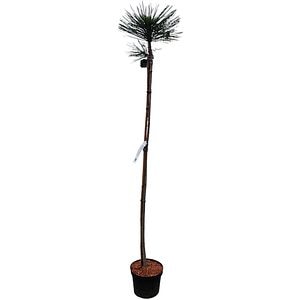 Pinus Jeffreyi Joppi, H 1.5 m