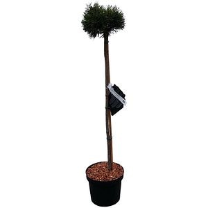 Pinus Mugo Grune Welle, H 80 cm