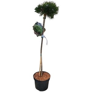 Pinus Nigra Agnes Bregeon, H 80 cm