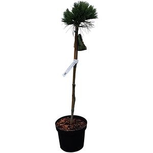 Pinus Flexilis Lil Wolf, H 80 cm