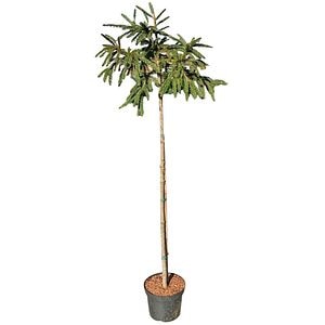 Picea Abies Punapaula, H 1.1 m