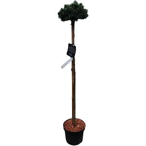 Picea Engelmannii H obo, H 90 cm