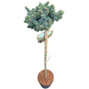 Picea Engelmannii Jasper Lake, H 80 cm