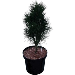 Pinus Nigra Summer Breeze Aron, H 50 cm