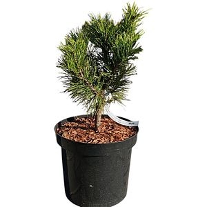 Pinus Mugo Misty, H 35 cm