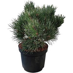 Pinus Sylvestris Fresham, H 25 cm