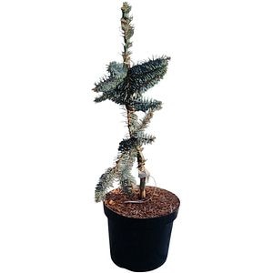 Picea Pungens TH e Blues, H 30 cm