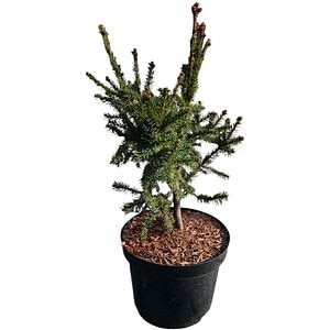 Picea Abies Rydal, H 35 cm