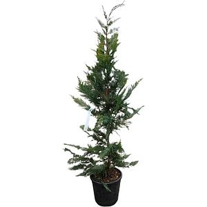 Conifer Cupressocyparis Leylandii, H 150 cm