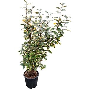 Arbust ornamental Elaeagnus Ebbingei Vivileg, 90 cm