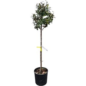 Arbust ornamental Elaeagnus Ebbingei, H 140 cm
