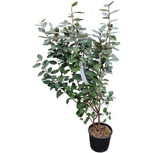 Arbust ornamental Elaeagnus Ebingei, H 70 cm
