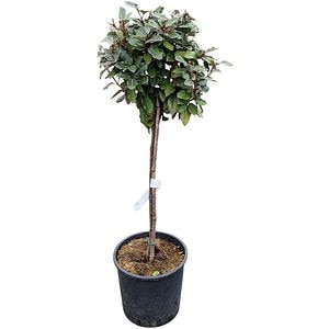 Arbust ornamental Elaeagnus Ebbingei, H 60 cm