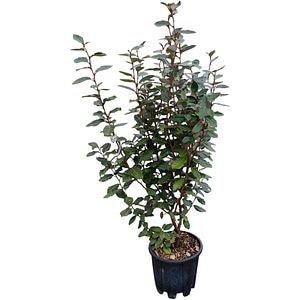 Arbust ornamental Elaeagnus Ebbingei, H 60 cm