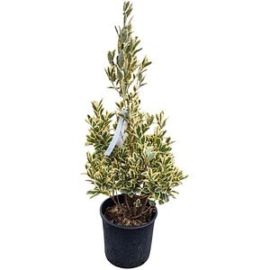 Arbust ornamental Euonymus J Bravo, H 50 cm